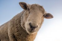 Зачем овцам «Умное голосование»?